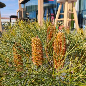 多肉植物いろいろ,多肉植物,セダム属,多肉の寄せ植え,エケベリア属の画像