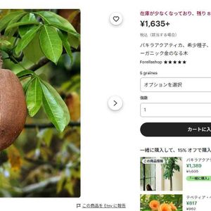 パキラ,パキラ・グラブラ,パキラ・アクアティカ,観葉植物,種子の画像
