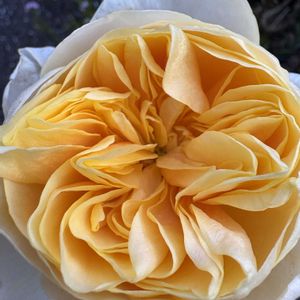 バラ,薔薇,バラ ジャンヌダルク,バラ ジャンヌダルク,花のある暮らしの画像