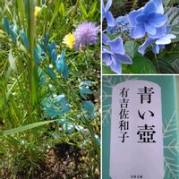 アジサイ,スイレン,ツワブキ,絵になるスミレ・マリーヌ,イキシア ビリディフローラの画像