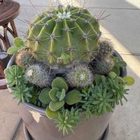 森村万年草,多肉植物,多肉大好き,癒やし,つぶづぶの画像