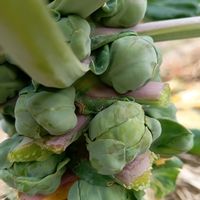 芽キャベツ,地植え,芽キャベツ栽培,無農薬栽培,家庭菜園の画像