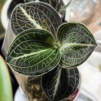 マコデス,その他部屋の画像