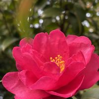 サザンカ,ルッコラ,黒法師,カリーノケール,アエオ大好き！の画像