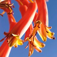 アロエ,青空,大好きな花,シルエット❤︎,風の中の画像