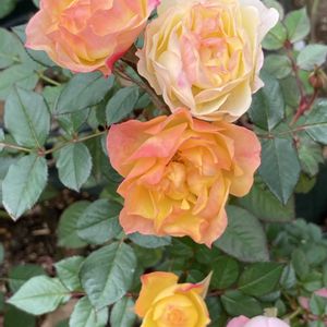 ミニバラ,バラを楽しむ,ばら バラ 薔薇,おうち園芸,２０２０年５月同期の画像