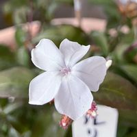 シロタエギク,ルリマツリ,プルンバーゴ,花のある暮らし,私の庭の画像