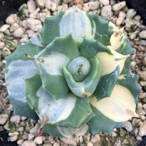 ユーフォルビア属,王妃雷神白中斑,王妃雷神錦,王妃雷神黄中斑,アロエ  ハイブリッドの画像