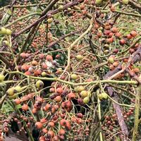 ノイバラ,ノイバラの実の画像