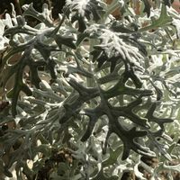 シロタエギク,シロタエギク,癒し,白い葉,Light & shadowの画像