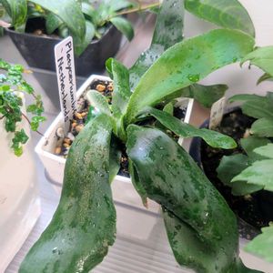 コウモリラン・ネザーランド,ビカクシダ ネザーランド, コウモリラン , ビカクシダの画像