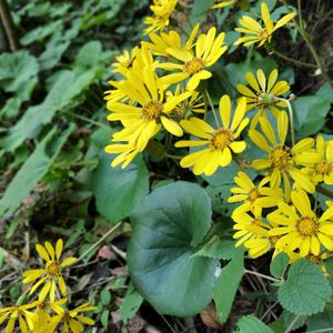 ツワブキ,ツワブキ,無農薬,菌ちゃん農法,家庭菜園の画像