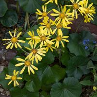 ツワブキ,今日のお花,幸せの黄色いお花,ミッチの会,にぃさんの日の画像