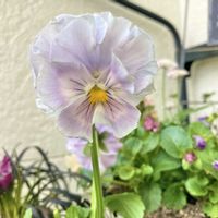 パンジー,ビオラ,ビオラ ミルフル,パンジー シエルブリエ,ビオラ・パンジーの画像