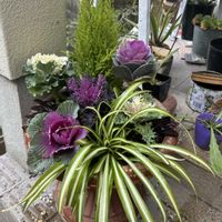 ガウラ,オオタニワタリ,おりづるらんの画像