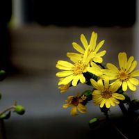 コムラサキ,ツワブキ,山野草,癒し,繋がりに感謝✨の画像