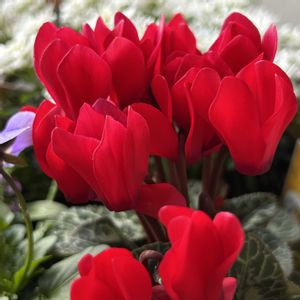 赤い花,赤い実,軒下,花友さんに感謝♡,真っ赤な火曜日の画像