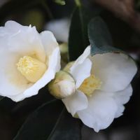 ツワブキ,クリスマスローズ ニゲル,オキシペタラム ブルースター,ツバキ 白侘助,白い花の画像
