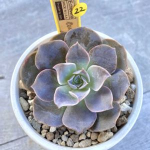 エケベリア エリキュラミス,エケベリア ユリクラミス,エケベリア ユーリクラミス,神奈川タニラー,多肉男子の画像