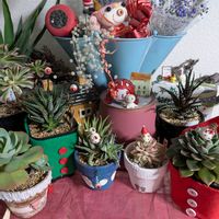 クリスマスディア,月の雫さんピータン♥️,多肉植物,クリスマス,多肉中毒の画像