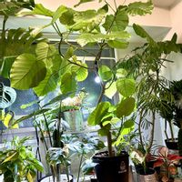 アンスリウム,モンステラ,アグラオネマ,ウンベラータ,エバーフレッシュの画像