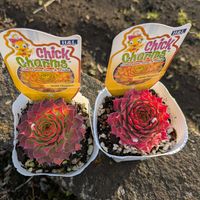 ゴールドナゲット@,多肉植物の画像