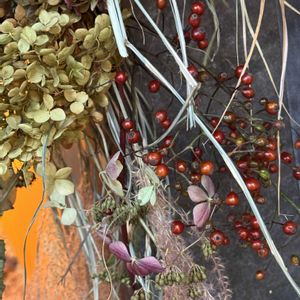 アザレア,スワッグ,頂き物,真っ赤な火曜日の画像