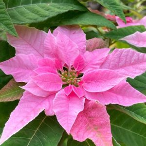 ポインセチア,ポインセチア,斑入りポインセチア,ポインセチア ウィンターローズ,ショウジョウボクの画像