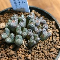 コノフィツム,コノフィツム ルックホッフィー,メセン,夜中にひっそり投稿の画像