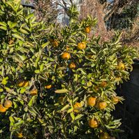 ミカン,伊予柑,寄せ植え,多肉植物,葉挿しの画像