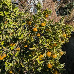 ミカン,伊予柑,寄せ植え,多肉植物,葉挿しの画像