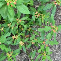 ショウジョウソウ,ポインセチア,ショウジョウソウ(サマーポインセチア),雑草,今日のお花の画像