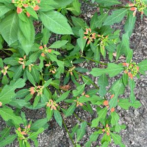 ショウジョウソウ,ポインセチア,ショウジョウソウ(サマーポインセチア),雑草,今日のお花の画像