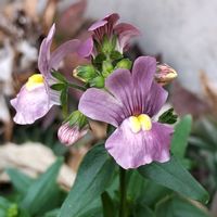 ネメシア メーテル,ネメシア メーテル ミステリック ブルー,鉢植え,植物のある暮らし,植中毒の画像