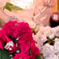 ポインセチア ウィンターローズ,多肉植物,観葉植物,ガーデニングの画像