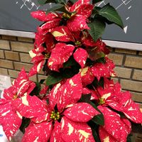 ポインセチア,ワタ,ユーカリ,斑入りポインセチア,ヤシャブシ 実の画像
