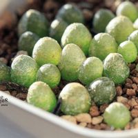 メセン,コノフィツム属,タニラー,その他部屋の画像