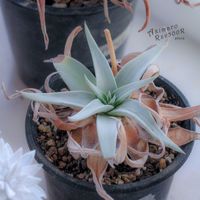 ダドレア,タニラー,ダドレア属,その他部屋の画像