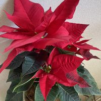 スイセン,ポインセチア,ロウバイ,今日のお花の画像