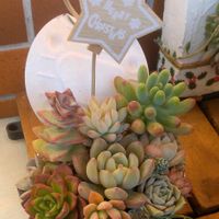 多肉植物,多肉寄せ植えの画像