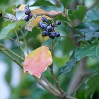 カクレミノ,カクレミノ,団地の植栽,常緑樹の新陳代謝,カクレミノの実と黄葉の画像