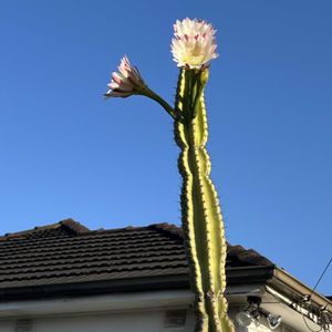 サボテン,サボテンの花✨,オーストラリア,シドニー☆の画像