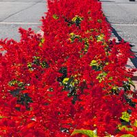 サルビア,サルビア,お出かけ先の画像