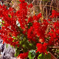 サルビア,ガーデンシクラメン,ガーデンシクラメン,ガーデンシクラメン,ガーデンシクラメンの画像