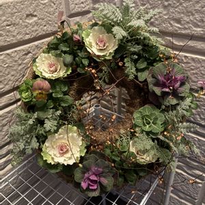 葉牡丹,ビオラ,シルバーレース,クリスマス,リースの画像