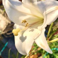 ワイルドストロベリー,葉牡丹,ハボタン（葉牡丹）,たかさごゆり,たかさごゆりの画像