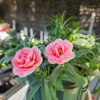 ダイアンサス,ダイアンサス　スプリングフェスティバル　ファンシーサーモン,鉢植え,明るい日陰,プランターの画像