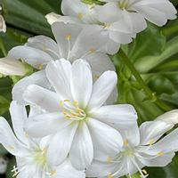 ダイアンサス,ダイアンサス,ハボタン,ハボタン,レウィシアの画像