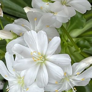 ダイアンサス,ダイアンサス,ハボタン,ハボタン,レウィシアの画像