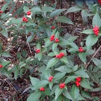 センリョウ,樹木の画像